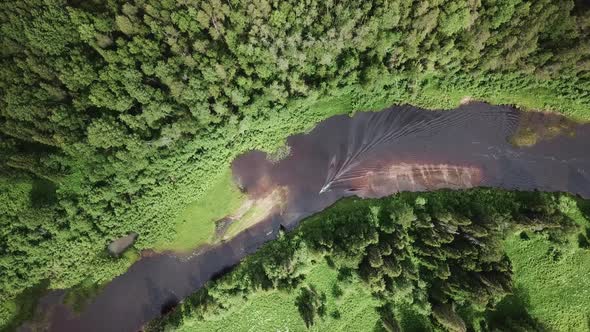 Aerial Drone View Flight Over Pine Tree Forest