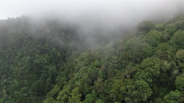 Rainforest in the clouds, aerial footage