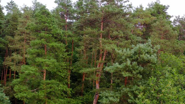 Tall pine trees in woodland. Beautiful green nature. Peaceful atmosphere in summer wood.