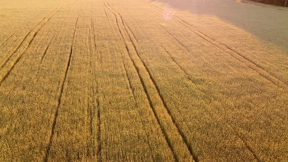 Flying Over Field of Yellow Ripe Wheat During Dawn Sunset