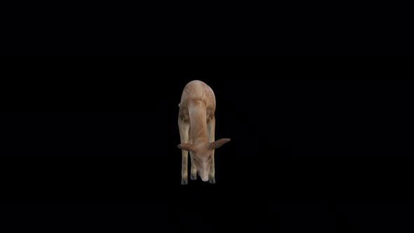 Brown Doe Eat View From Front alt