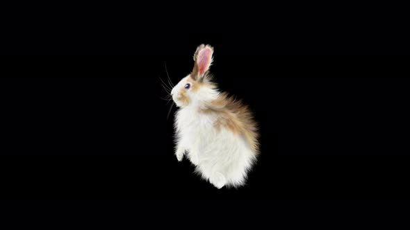 Rabbit Dancing 4K