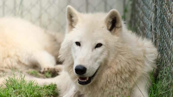 The White Wolf Rests and Looks Sideways Warily