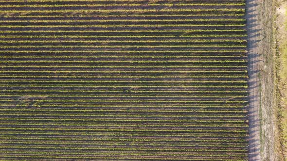 Aerial View of Vineyards Field Plantation on Sunset