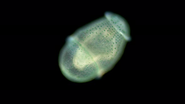 Worm Larva at Trochophore Stage with a Microscope, Subclass Echiura, Free-floating Planktonic Larva