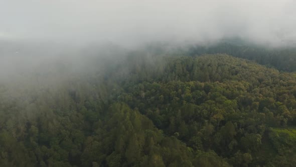 Rainforest in Cloud, Bali,Indonesia