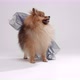 Fancy Pomaranian Spitz - VideoHive Item for Sale