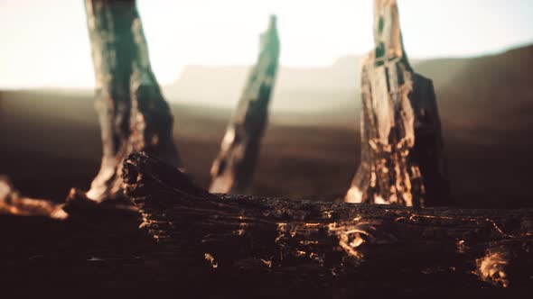 Logs and Trunks After the Forest Fire