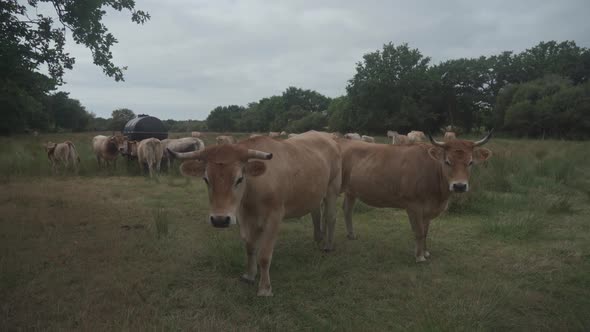 Group Adult Brown Limousin Cow with Herd of Young Gobies and Cattle Pasture in Brittany France