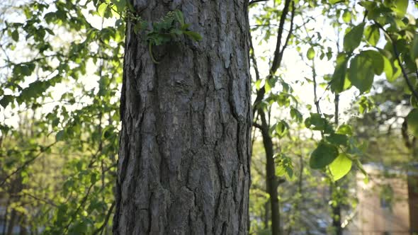 Slide shot of trunk of pine tree and surrounding green leaves in forest