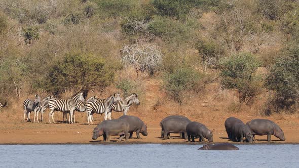 Hippos And Plains Zebras - Kruger National Park