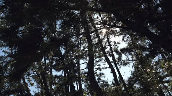 The View of the Trees in the Park in Tokyo