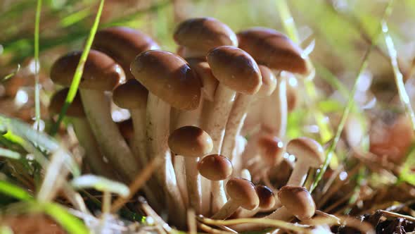 Armillaria Mushrooms of Honey Agaric In a Sunny Forest in the Rain