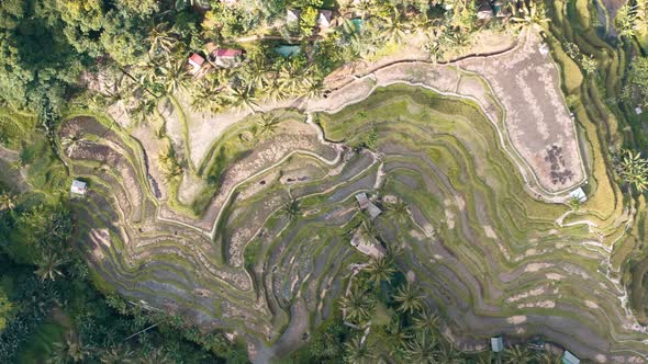 Tegallalang Rice Terraces Aerial Footage in Ubud, Bali, Indonesia