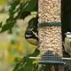 Tits on bird feeder - VideoHive Item for Sale