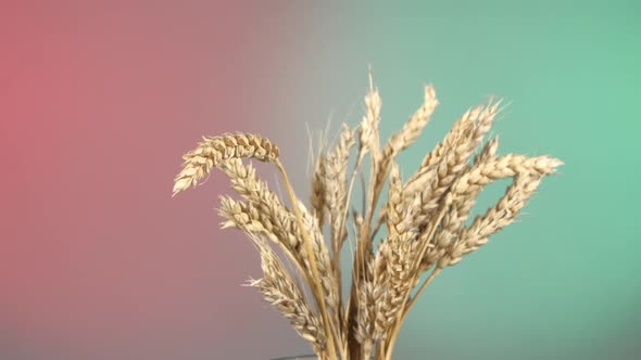 Ripe Ears of Wheat on Red and Green, Rotation