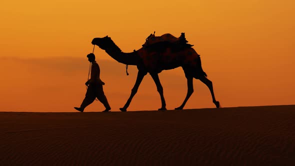 Cameleers Camel Drivers at Sunset