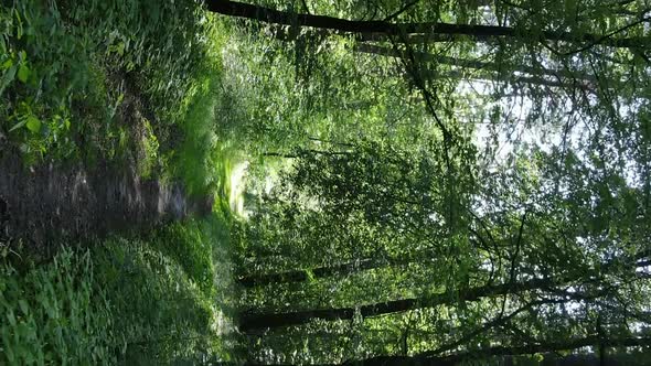 Vertical Video Aerial View Inside a Green Forest with Trees in Summer