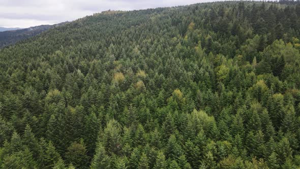 Trees in the Mountains Slow Motion. Aerial View of the Carpathian Mountains in Autumn. Ukraine