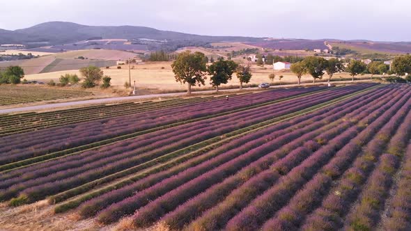 Drone View Over Valensole Provence, France