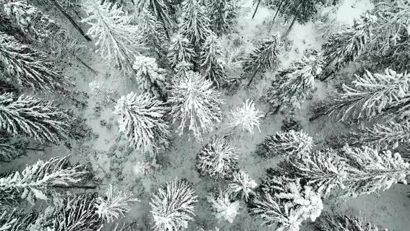 Tree covered with snow on winter storm day in forest mountains