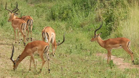 Antelope Herds Graze in African Meadows