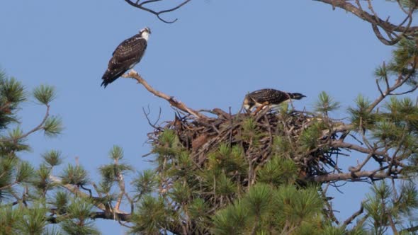 Two osprey rest in their nest with one finishing off the food caught in the morning.