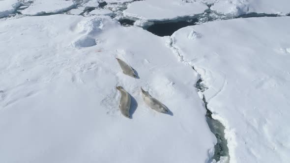 Antarctica Crabeater Seal Weddell Play on Iceberg