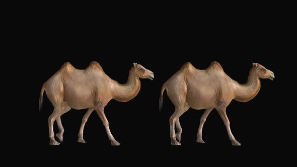 Camels Walk