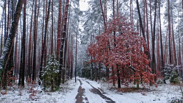 Snowy forest and footpath. Aerial view of wildlife in Poland