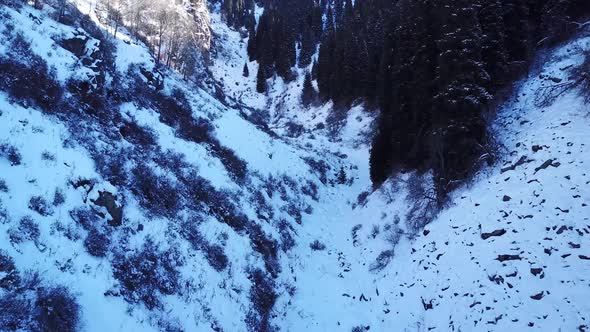 Tall Fir Trees and Rocks Stand in a Snowy Gorge