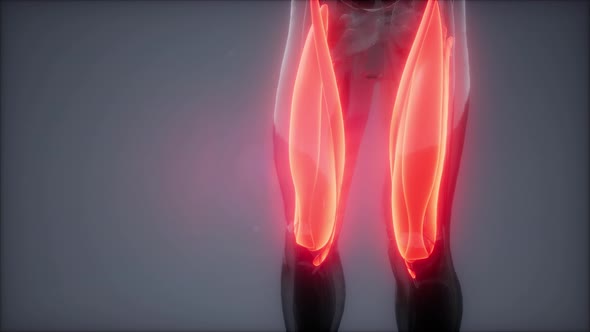 Thigh Muscles - Visible Muscle Anatomy Map alt