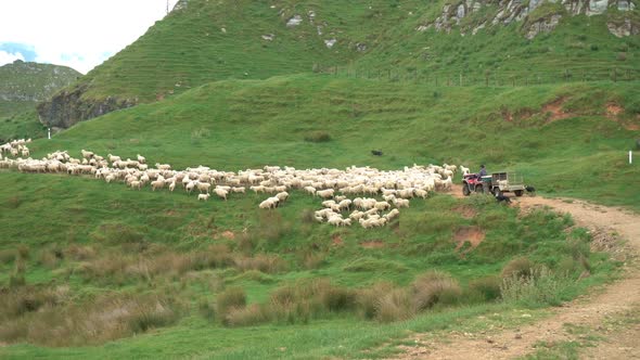 Shepherd on a Quad whit Dogs Chasing Sheeps on Green Organic Farm in New Zealand