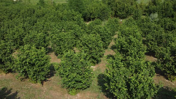 Hazelnut fruit trees agriculture cultivation field