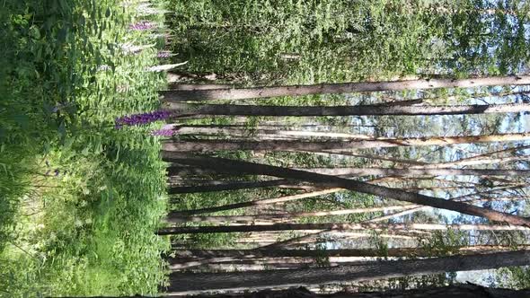 Vertical Video Aerial View Inside a Green Forest with Trees in Summer