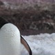 Gentoo penguin (Pygoscelis papua) on snow, Cuverville Island, Antarctica - VideoHive Item for Sale