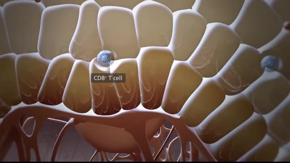 3D Microbiology Animated cells that protect the immune system