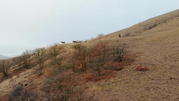 Top View of a Herd of Horses That Grazes on a Hillside Shooting From a Drone