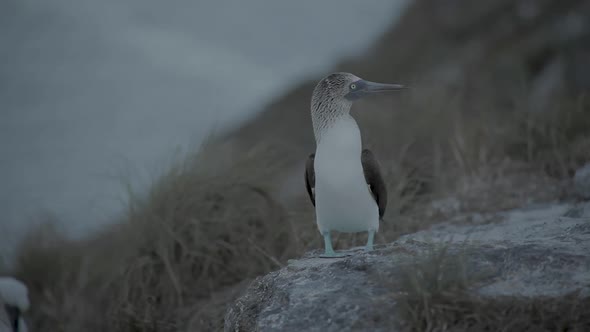 Bird On A Rock 01