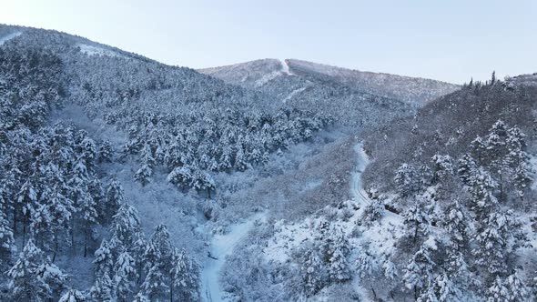 Winter Forest Aerial