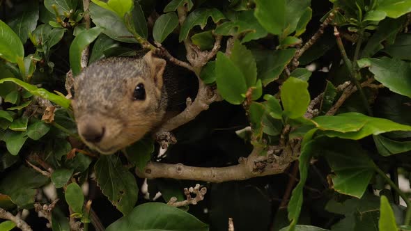 Close up hidden squirrel peaking out his head from bushes. Close up portrait
