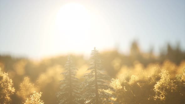 Pine Forest on Sunrise with Warm Sunbeams