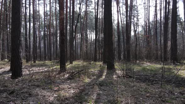 Trees in a Pine Forest During the Day Aerial View