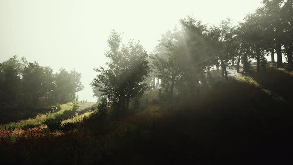 Fog Morning Over the Meadow Near the Forest Hyperlapse alt