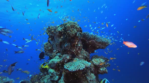 Underwater Tropical Reef Ambience