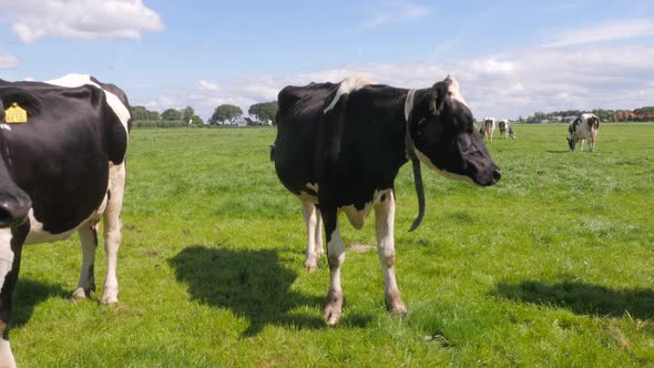 Black and white cows in the meadow grazing and looking around