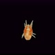 Acari (Mite) Suborder Prostigmata Under the Microscope - VideoHive Item for Sale