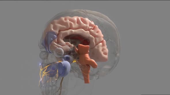 The midbrain or mesencephalon is the forward-most portion of the brainstem