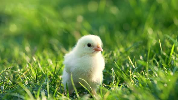 Close Up Newborn Poultry Yellow Chicken Beak on Green Grass Field. Beautiful and Adorable Little