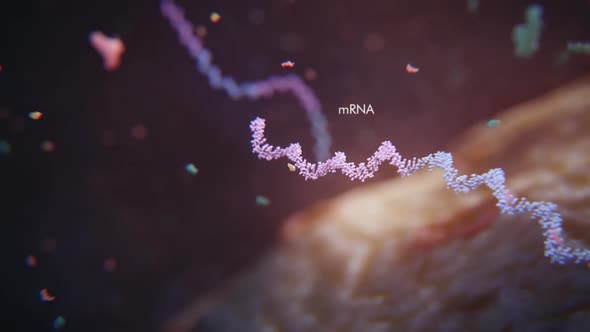 Revolving DNA complete polymerase chain reaction real time pcr taq polymerase